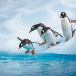 Annual Rock Hopper 2025